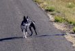 lostdog