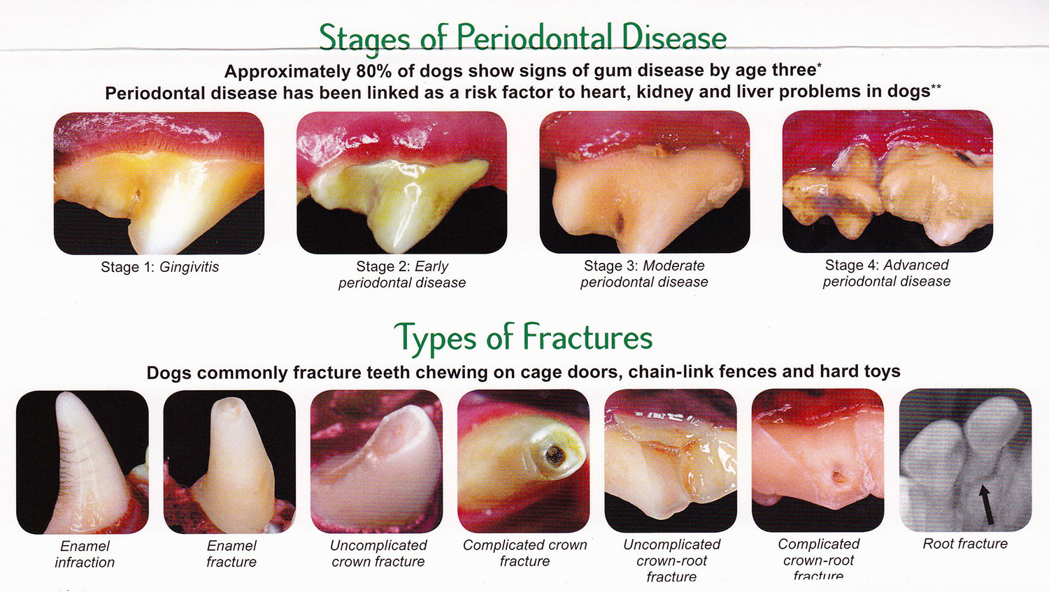 at what age do dogs teeth fall out