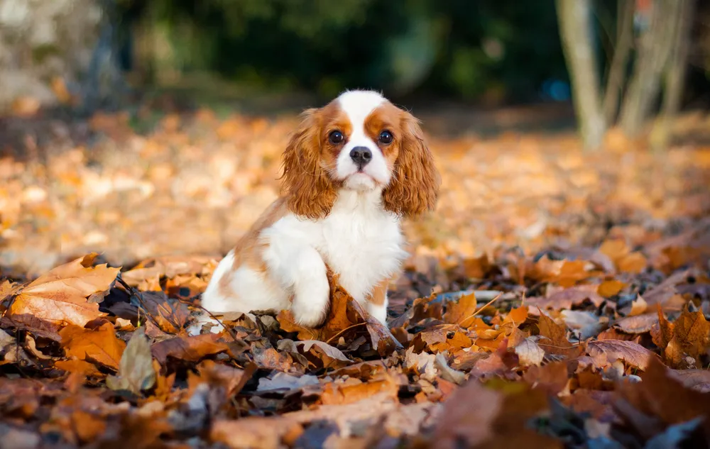 do cavaliers shed