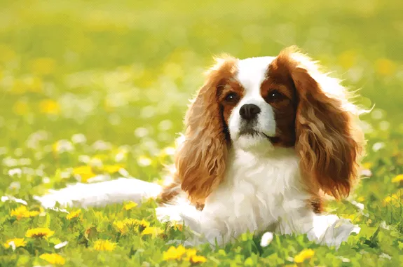 ginger king charles spaniel puppy