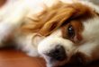 9701290048_9be71e0312_b-1024×683-1-1[1]
