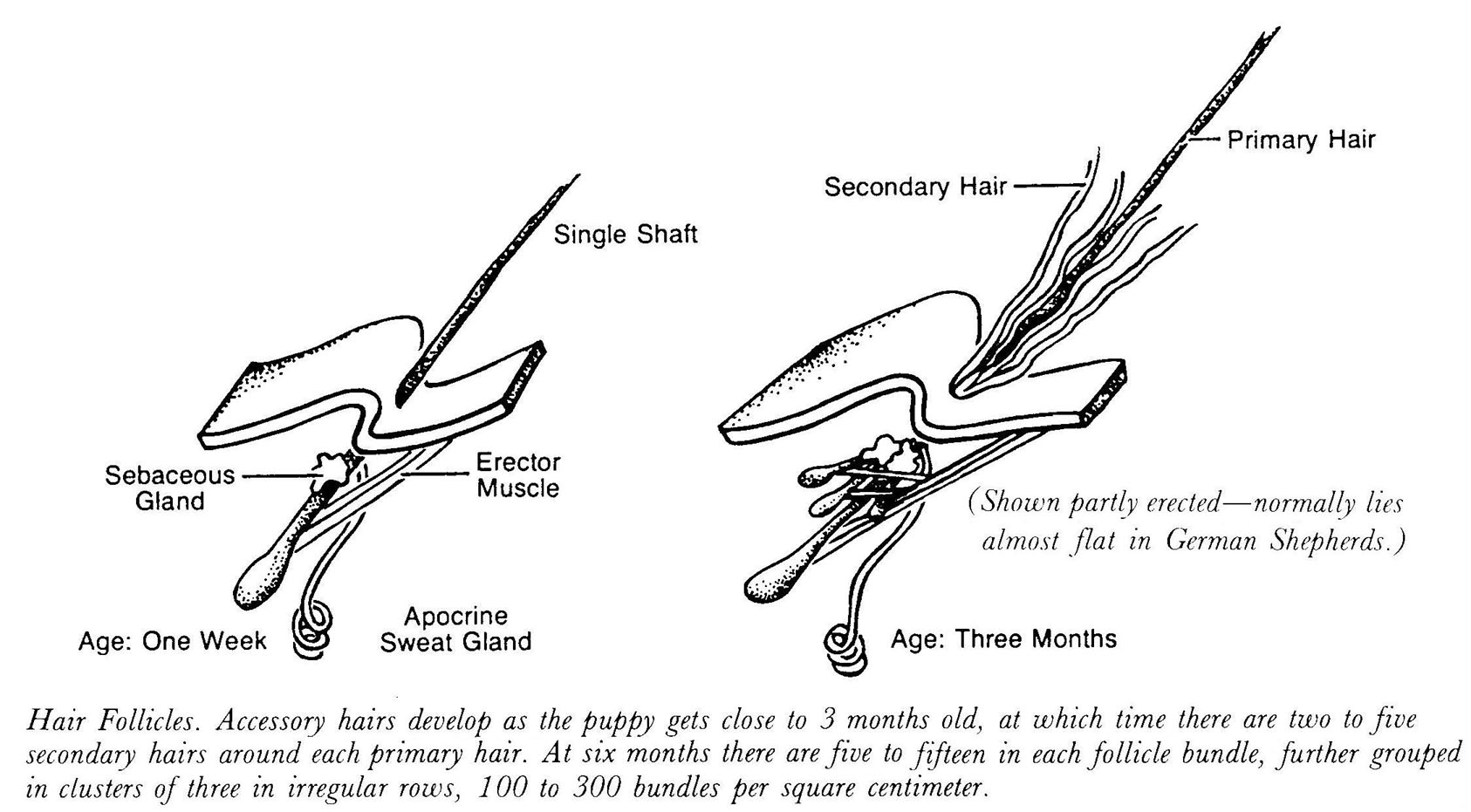 Dog Hair Follicle Types 1 Ruby Cavalier King Charles Spaniel