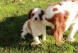 dog-4700061_960_7201