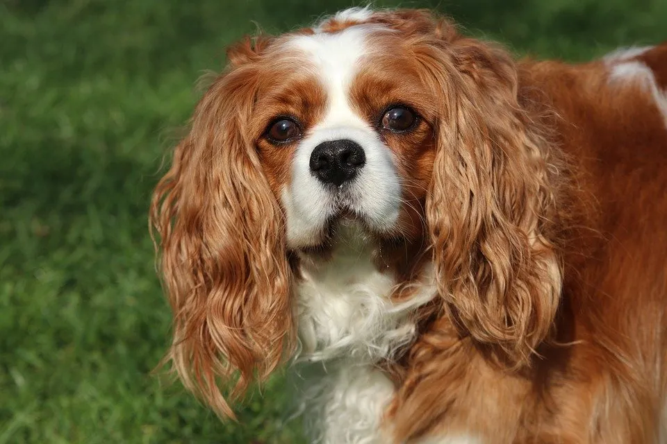 Cavalier King Charles Spaniel – Do They Shed? – Ruby Cavalier King Charles  Spaniel