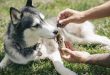 dog-4432830_960_720[1]