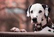 dog-3386001_1280[1]