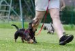 dachshund-672780_960_720[1]