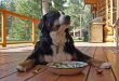 bernese-mountain-dog-208092_960_720[1]