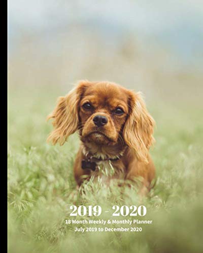 2019 – 2020 | 18 Month Weekly & Monthly Planner July 2019 to December 2020: Cavalier King Charles Spaniel Dog Pets Canine Vol  3Monthly Calendar with … Holidays- Calendar in Review/Notes 8 x 10 in.